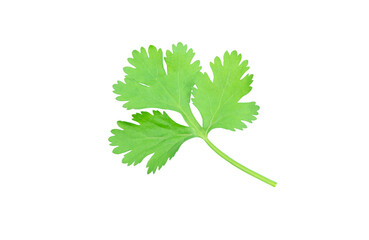 Coriander