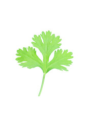 Coriander