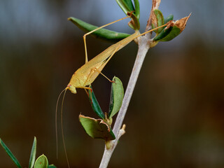 Yellow Mediterranean Katydid. Phaneroptera nana  
