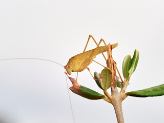 Yellow Mediterranean Katydid. Phaneroptera nana  