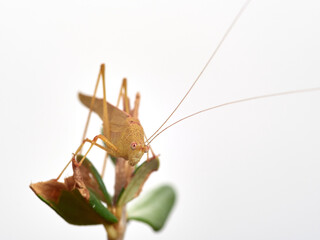Yellow Mediterranean Katydid. Phaneroptera nana  