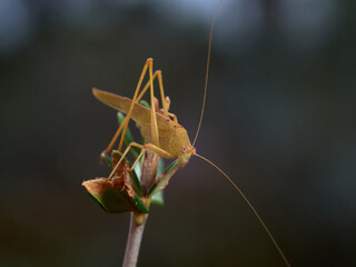 Yellow Mediterranean Katydid. Phaneroptera nana  