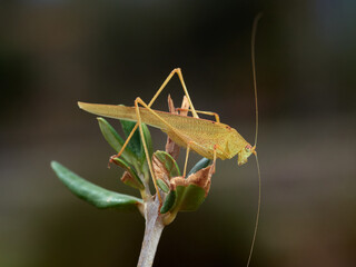 Yellow Mediterranean Katydid. Phaneroptera nana  