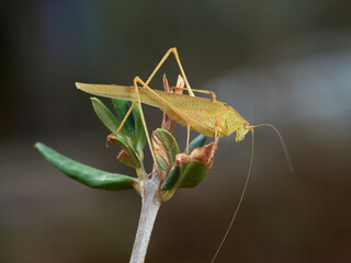Yellow Mediterranean Katydid. Phaneroptera nana  