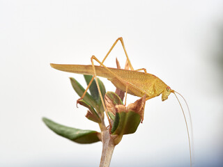 Yellow Mediterranean Katydid. Phaneroptera nana  