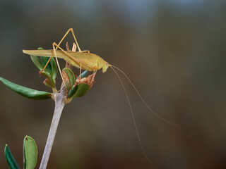 Yellow Mediterranean Katydid. Phaneroptera nana  