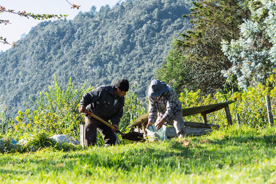Two farmers working in the field collecting manure with a shovel and sack. Copy space.