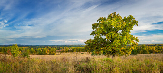 Large-format panorama with oak and autumn distance to the horizon