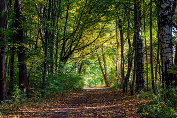 Fototapeta premium Piękno jesiennego lasu, Podlasie, Polska