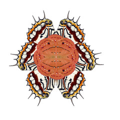 Design element fantastic flower from butterfly wing, for design, art, print, textile, card, texture, background, wallpaper, colorful beautiful