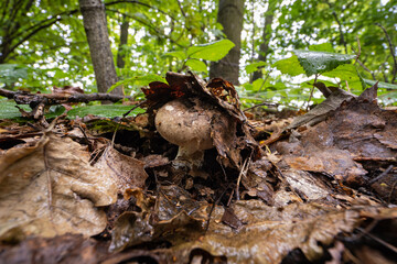 A non-edible fungus growing in the forest.