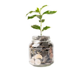 Tree plumule leaf on save money coins, Business finance saving banking investment concept.