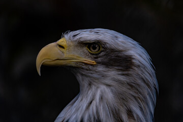 portrait of a bald eagle