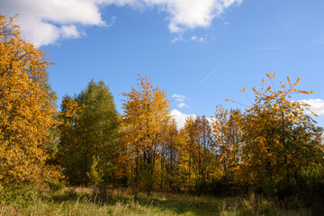 Drzewa. Jesienny krajobraz. Jesień.