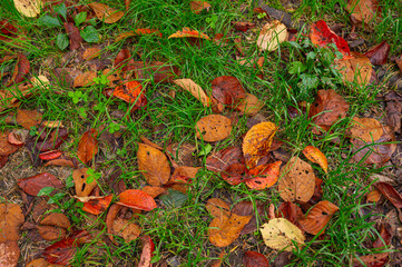 秋の濡れた地面の落ち葉