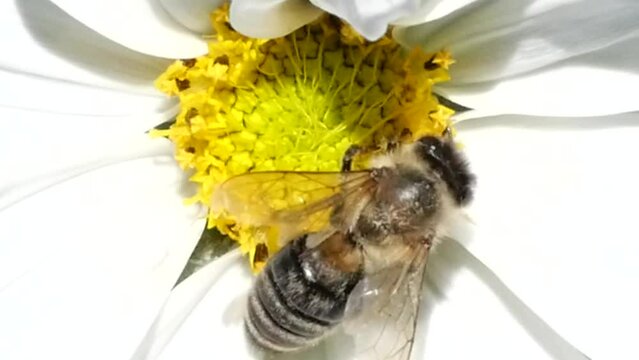 Bee on daisy at my garden