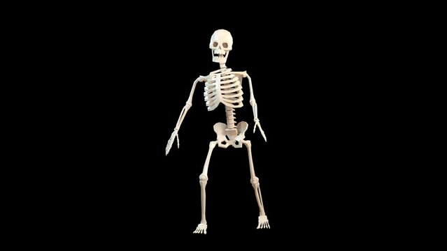 3d skeleton dances funny on a transparent background. 3d looped animation.