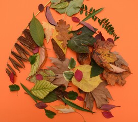 autumn leaves background