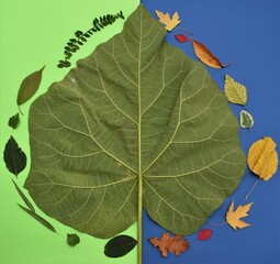green leaves background