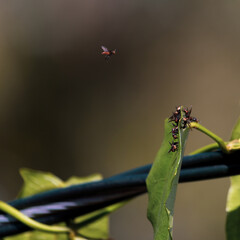 insect flying near leaf