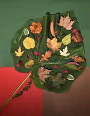autumn leaves