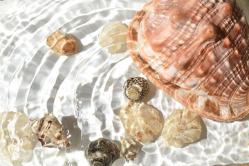 seashells on the beach
