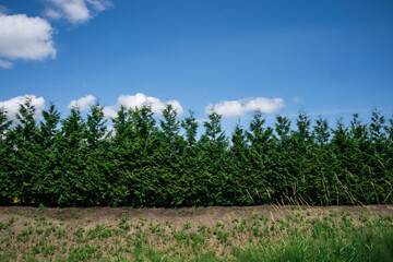 Obraz premium Hedge Line on a Sunny Day