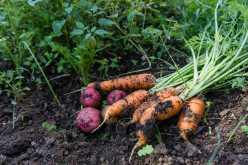 Carrots and potatoes on the ground with dirt, no people.