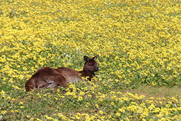 kangaroo at kangaroo island in australia