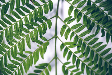 green leaves background