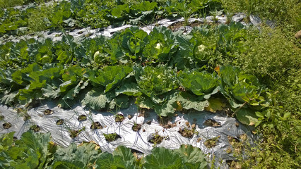 green lettuce on the farm

