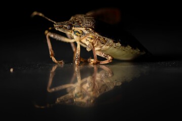 Closeup shot of a brown marmorated stink bug with its reflection on a black surface
