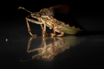 Foto op Canvas Closeup shot of a brown marmorated stink bug with its reflection on a black surface © Unknown Unknown4525/Wirestock Creators