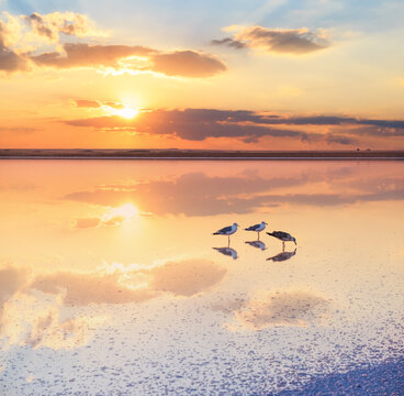 Seagulls on sunset Genichesk pink  salty lake, Ukraine