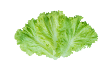 Salad leaf. Lettuce isolated on white background. with clipping path