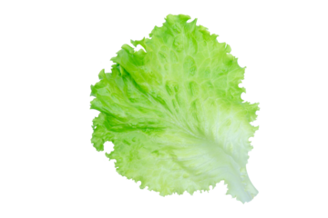 Salad leaf. Lettuce isolated on white background with clipping path.