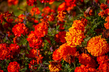 Red and orange flowers close up. Bouquet of yellow flowers. City flower beds, a beautiful and well-groomed garden with flowering bushes.