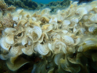 Naklejka na ściany i meble Small brown algae Peacock’s tail (Padina pavonica) undersea, Aegean Sea, Greece, Halkidiki