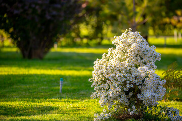 White flowers close up. Bouquet of light daisy flowers. City flower beds, a beautiful and well-groomed garden with flowering bushes.