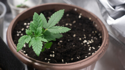 A perfectly thriving cannabis plant.