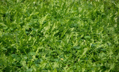 Background of green grass with blurry top and bottom, sharpness in the center of the frame. selective focus