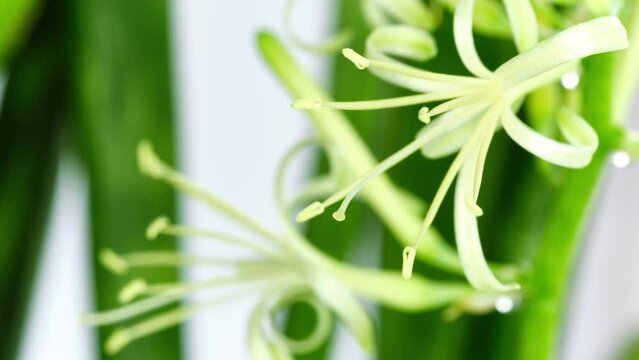Time lapse of blooming buds of a flowering houseplant Dracaena trifasciata (snake plant, Saint George's sword, mother-in-law's tongue,viper's bowstring hemp, Sansevieria) close-up, macro