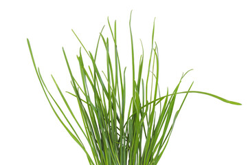 green grass isolated