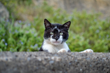 gato blanco y negro asomado en una tapia