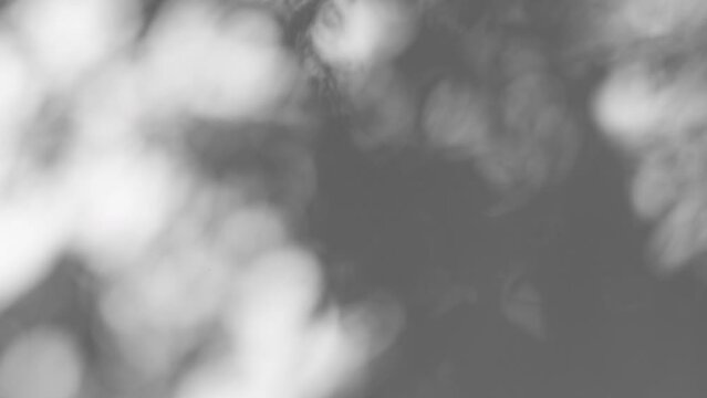 Summer concept the motion of leaves sunlight natural shadow overlay on white texture background, for overlay on product presentation, backdrop and mockup