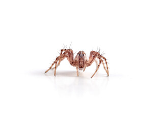 Lynx Spiders. Family Oxyopidae. Oxyopes heterophthalmus