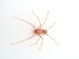 Insolated Spitting Spider. Genus Scytodes.