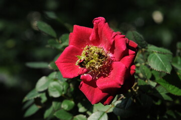 Abnormal structure of a rose flower with strange shoots growing from the center. Phenomenon is...