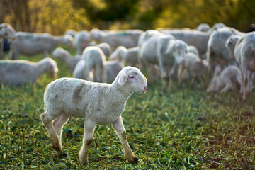 Fototapeta premium Young lamb walking on green pasture meadow. Herd of animals in the background. At dawn. Side view.