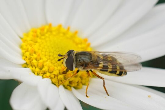 Closeup of a eupeodes corollae on a white pretty daisy flower